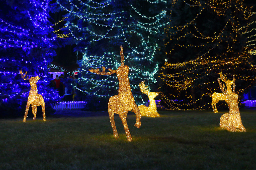 Garden decorated with the glittering lights and luminous deer for the Xmas and New year is coming