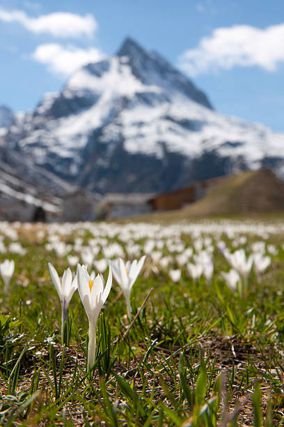 bergen blumenwiese の書斎 - spring crocus temperate flower european alps ストックフォトと画像