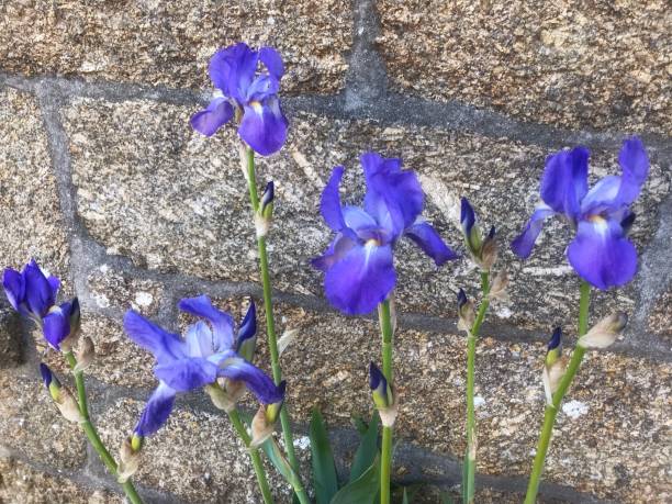 A bright iris flower against a granite wall background