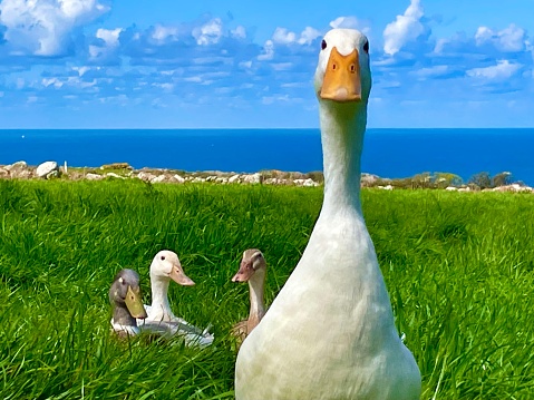 Comical pet ducks looking at the camera curiously in field