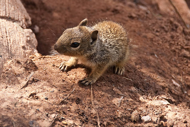 Young Rock Squirrel Crawls Out of its Burrow The Rock Squirrel (Spermophilus variegatus) is fairly large ground squirrel but can also be seen climbing boulders, rocks and trees. It is typically 17-21 inches long, with a bushy tail up to 8 inches long. Rock squirrels are grayish-brown, with some patches of cinnamon color. They have a light-colored ring around their eyes and pointed ears that project well above their heads. In the northern reach of their habitat, rock squirrels hibernate during the colder months of the year. In southern areas, rock squirrels may not hibernate at all. The diet of the rock squirrel is predominantly herbivorous, consisting mostly of leaves, stems and seeds. They may also eat some insects and other small animals. Because of high human visitation, rock squirrels have become the most dangerous animals at the national parks of the American Southwest. Rock squirrels attack more tourists at the Grand Canyon than any other wild animal. Attacks have become so common that park rangers have begun warning tourists about the dangers. This rock squirrel was photographed by the Emerald Pools Trail in Zion National Park near Springdale, Utah, USA. jeff goulden zion national park stock pictures, royalty-free photos & images