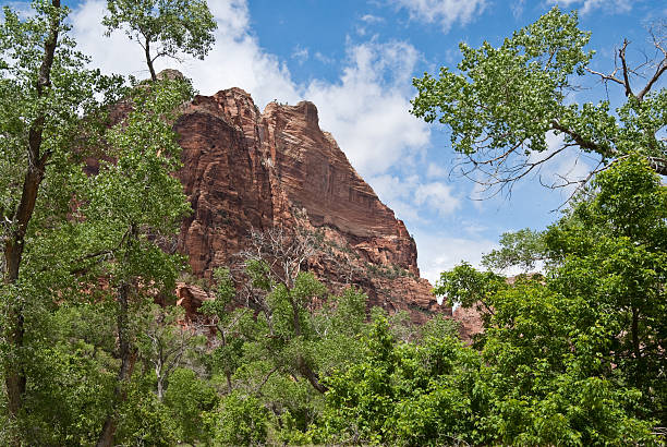 Red Cliffs and Trees in Zion Canyon Zion Canyon is a unique and different experience than the Grand Canyon. At Zion, you are standing at the bottom looking up where at the Grand Canyon you are at the top looking down. Zion Canyon is mostly made up of sedimentary rocks, bits and pieces of older rocks that have been deposited in layers after much weathering and erosion. These rock layers tell stories of an ancient ecosystem very different from what Zion looks like today. About 110 – 200 million years ago Zion and the Colorado Plateau were near sea level and were close to the equator. Since then they have been uplifted and eroded to form the scenery we see today. Zion Canyon has had a 10,000-year history of human habitation. Most of this history was not recorded and has been interpreted by archeologists and anthropologist from clues left behind. Archeologists have identified sites and artifacts from the Archaic, Anasazi, Fremont and Southern Paiute cultures. Mormon pioneers settled in the area and began farming in the 1850s. Today, the descendants of both the Paiute and Mormons still live in the area. On November 19, 1919 Zion Canyon was established as a national park. Like a lot of public land, the Zion area benefited from infrastructure work done during the Great Depression of the 1930’s by government sponsored organizations like the Civil Works Administration (CWA) and the Civilian Conservation Corps (CCC). During their nine years at Zion the CWA and CCC built trails, parking areas, campgrounds, buildings, fought fires and reduced flooding of the Virgin River. This view of the red rocks of Zion Canyon was photographed from the Emerald Pools Trail in Zion National Park near Springdale, Utah, USA. jeff goulden zion national park stock pictures, royalty-free photos & images