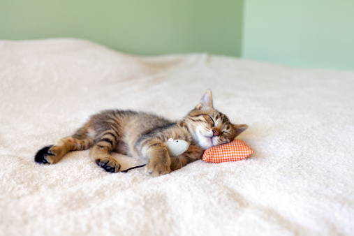 Small Kitty With Red Pillow and Mouse