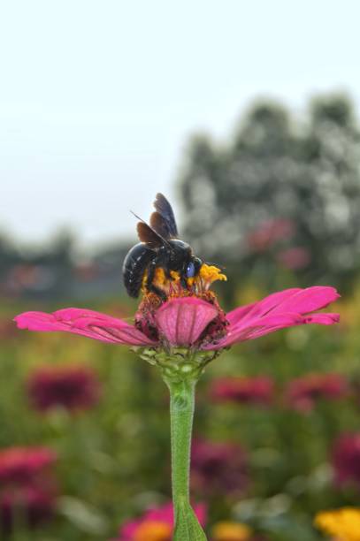 istock black bees in flower 1592082558