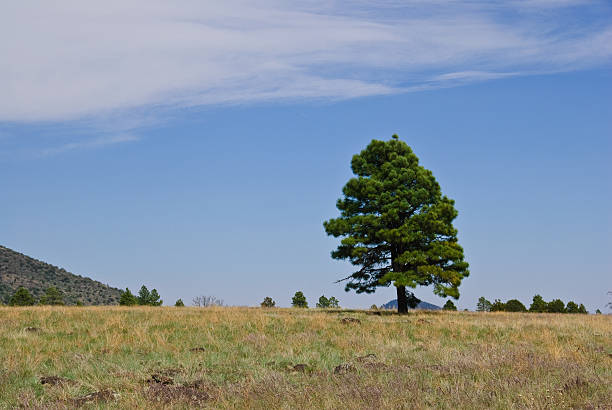istock Lone Ponderosa Pine in a Grassy Meadow 159209966