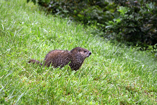 A wary lone groundhog in a sea of grass stays still and watches for predators before returning to its burrow