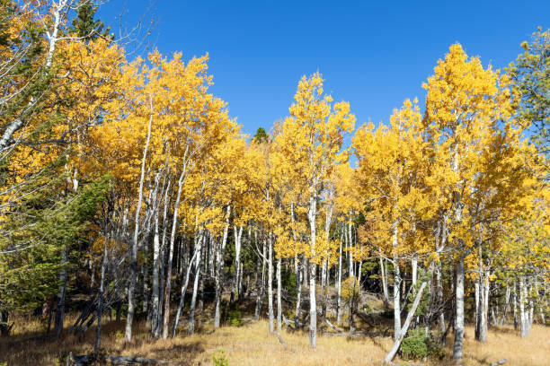 istock Stand of Autumn Aspens 1592105725