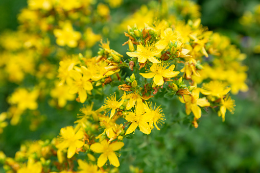 Fresh blooming Hypericum perforatum - St. John's wort, perennial herb in the herb garden.