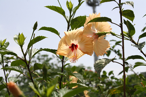 Chinese hibiscus (Hibiscus rosa-sinensis), also known as China rose, Hawaiian hibiscus, rose mallow, shoeblack plant, hardy hibiscus, rose of Sharon, shoe flower and tropical hibiscus is a species of tropical hibiscus, a flowering plant in the Hibisceae tribe of the family Malvaceae. It is widely cultivated as an ornamental plant in the tropics and subtropics, but its native range is Vanuatu. Its flowers are typically red, with five petals and prominent orange-tipped red anthers. Cultivars and hybrids have flowers in a variety of colors as well as red: white, pink, orange, peach, yellow, blue, and purple. Some plants have double flowers. A tea made from hibiscus flowers is known by many names around the world and is served both hot and cold.