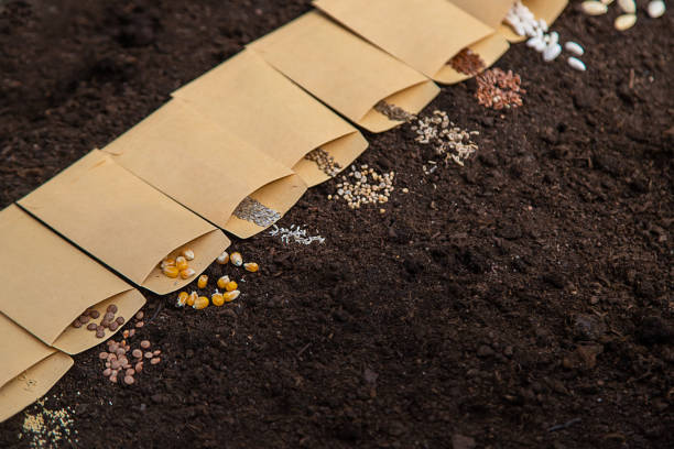 Sow different seeds in the garden. Selective focus. Nature.