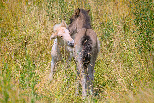White mare and newborn brown horse foal at horse farm