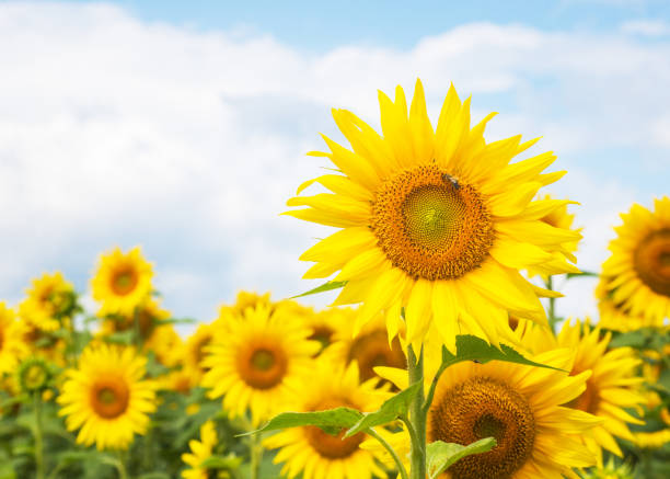 istock field of sunflowers blue sky without clouds 1592132924