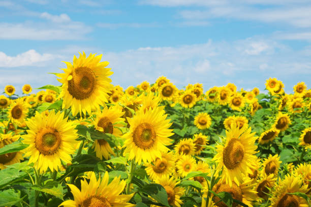 istock field of sunflowers blue sky without clouds 1592133450