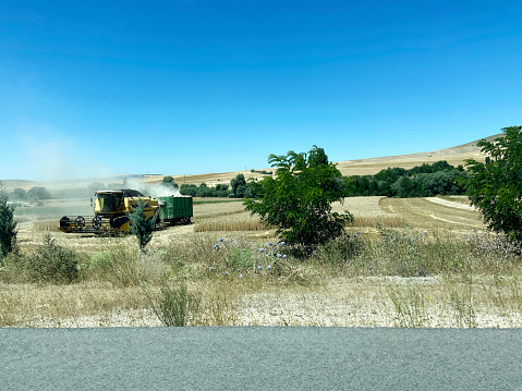 Kırşehir, Turkey - July 24, 2021: Unidentified Turkish people who is farm worker wearing traditional clothes in steppe with a small tractor in kırşehir turkey. They are harvesting the lentil on field in summer time.