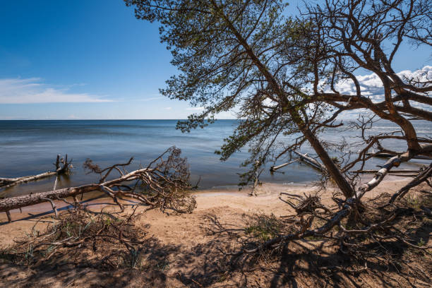 Wild desert beach with fallen trees.