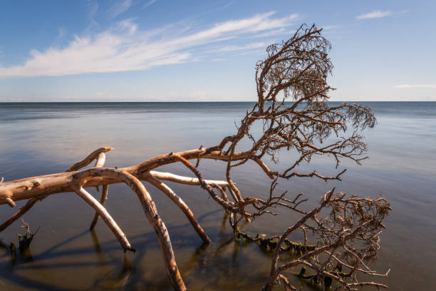 Tranquil summer scene of Baltic sea. Tree branch on beach close-up.