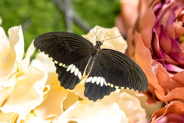istock Butterfly Sailboat Polites 1592133773