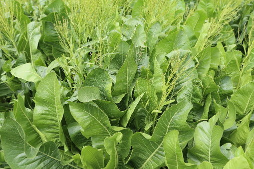 Plantation of tobacco plants under the sunrise and white sky during winter in Chiang Mai.