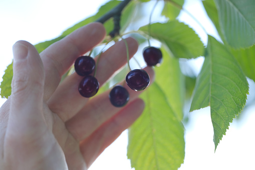 male hands close-up hold black sweet cherries on natural background, Prunus avium in palm, concept farm gardening, healthy eating, antioxidant powerhouses, immune-boosting, low-calorie recipes