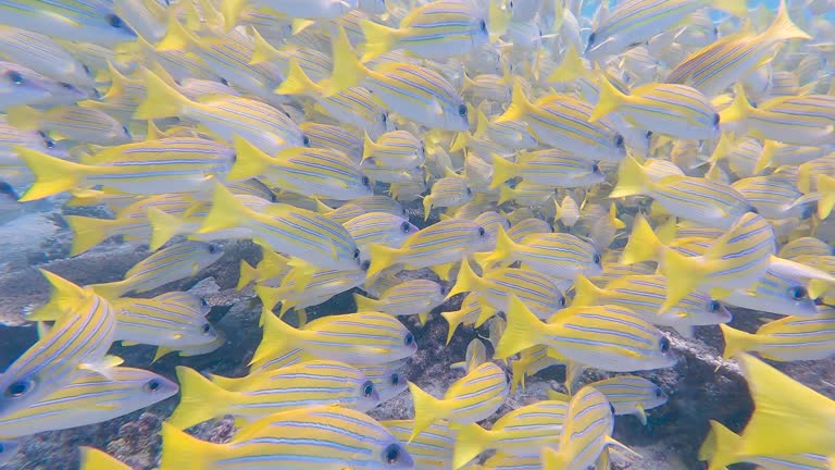 Shoal of common bluestripe snapper swimming on tropical coral reef