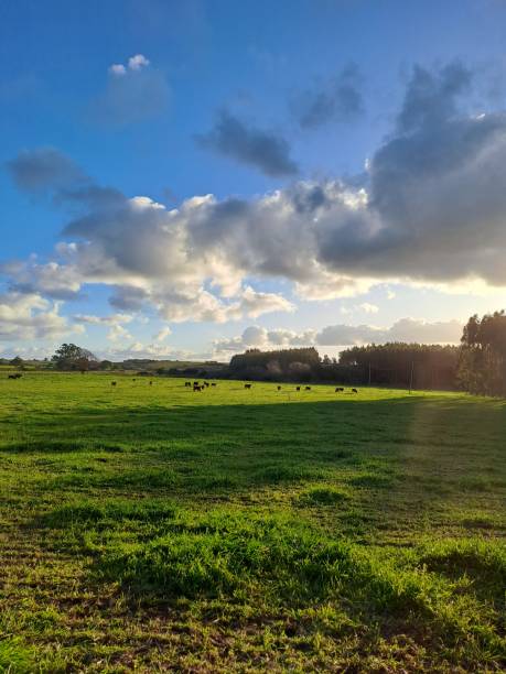 istock Sunset in the countryside 1592145452
