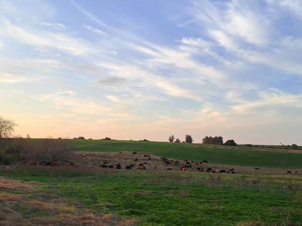 istock Sunset in the countryside 1592148627