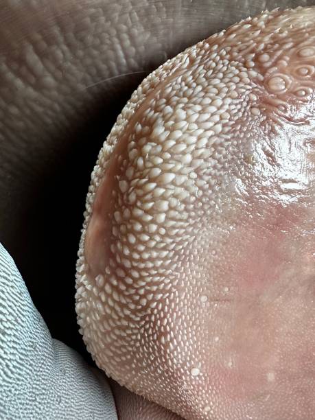 istock Boiled Cow Tongue 1592162048