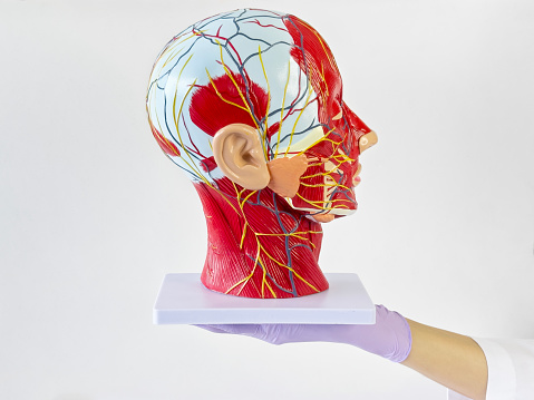 Doctor holding a  human head model