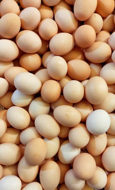 Fresh Farm Eggs stock photo