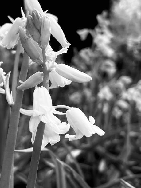 istock Close up of flowers 1592182782