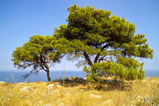 view of two pine trees and the Adriatic Sea in the distance