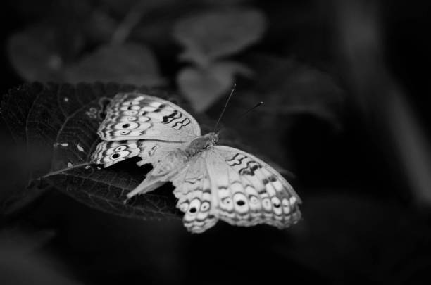 istock Butterfly on green leaf in the garden. 1592196838