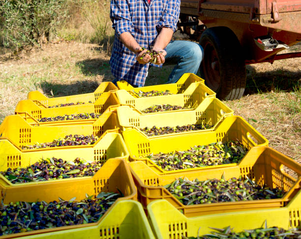 Farmer during olives harvesting in Chianti region, Tuscany, Italy.