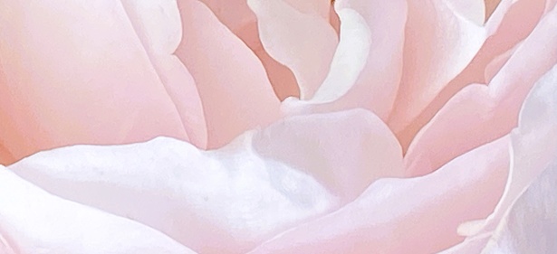 Rose petal close up, art of nature