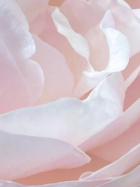 istock Rose petal close up 1592198991