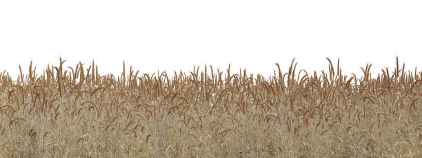 istock 3D render Realistic dry grass field in nature,  meadow in summer, Tropical forest isolated on white background 1592202845