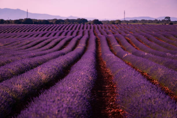 istock General view of the lavender fields at sunset 1592202858