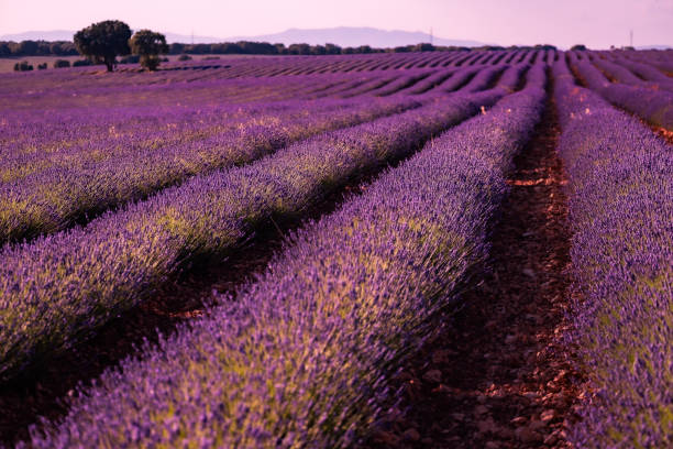 istock Sunset over the lavender fields in Brihuega the Spanish Provence 1592203220