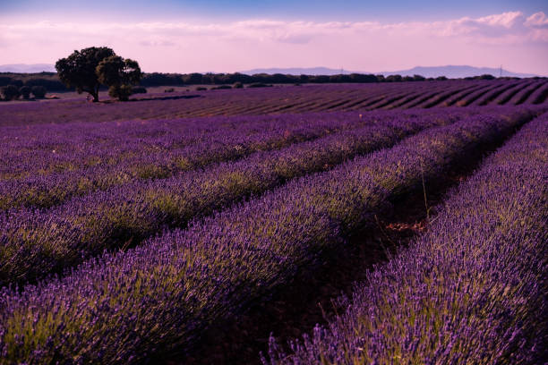 istock Sunset over the lavender fields in Brihuega the Spanish Provence 1592203928