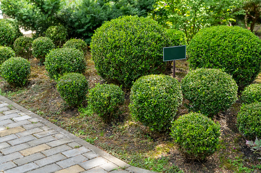 Boxwood spherical bushes in a flower garden along a paved path with a border