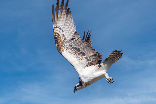 Osprey in Flight over Eleven Mile Canyon