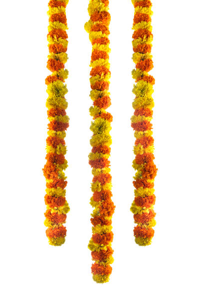 istock Flower border isolated on white background 1592229271