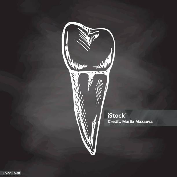 Precise Tooth Drawing Highly Detailed Hand Drawn Human Tooth With Roots Hand Drawn Sketch ...