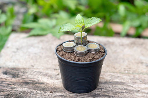 Young green plant is growing in coin stack with good soil in black flowerpot with green natural background. Money growth or saving concept