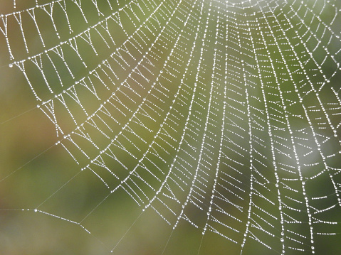 Una telaraña despues de la lluvia