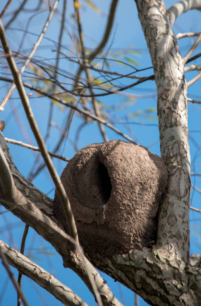 istock Hornero nests in the branches of a tree. Furnarius rufus 1592241249