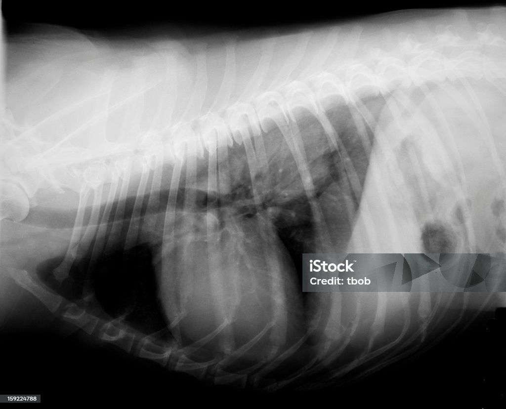 X-ray de cachorro thorax vista lateral - Foto de stock de Caixa toráxica de animal royalty-free