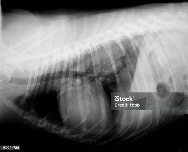 Foto de Xray De Cachorro Thorax Vista Lateral e mais fotos de stock de Caixa toráxica de animal - Caixa toráxica de animal, Clínica veterinária, Coração de Animal