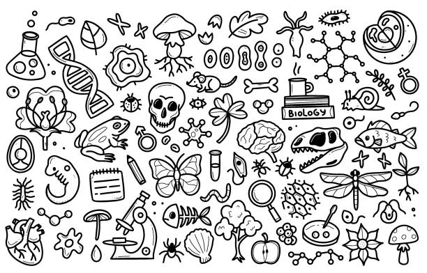 Biology doodle set. Collection of black and white hand drawn elements science biology. Vector illustration isolated on a white background Biology doodle set. Collection of black and white hand drawn elements science biology. Vector illustration isolated on a white background chlamydomonas stock illustrations