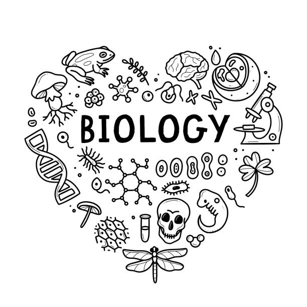 Biology doodle set. Collection of black and white hand drawn elements science biology heart shape. Vector illustration isolated on a white background. Biology doodle set. Collection of black and white hand drawn elements science biology heart shape. Vector illustration isolated on a white background chlamydomonas stock illustrations